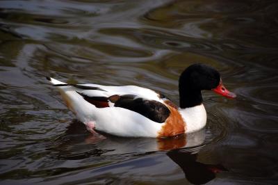 Image animal canard à télécharger gratuitement