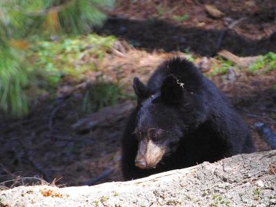 Image animal ours noir à télécharger gratuitement