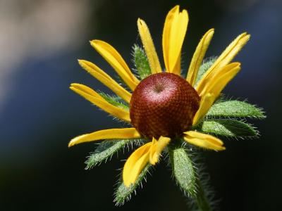 Image fleur plante pétale à télécharger gratuitement