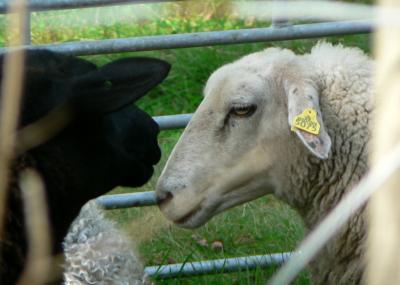 Image animal mouton à télécharger gratuitement
