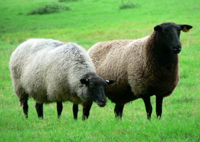Image animal herbe mouton à télécharger gratuitement