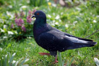 Image animal herbe oiseau pigeon à télécharger gratuitement
