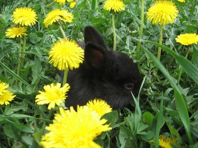 Image animal fleur herbe lapin à télécharger gratuitement