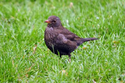 Image animal herbe oiseau à télécharger gratuitement