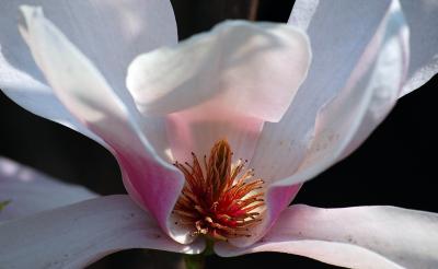 Image fleur blanc à télécharger gratuitement