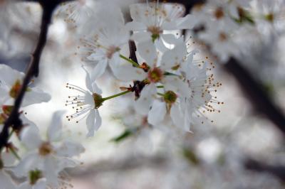 Image fleur blanc à télécharger gratuitement