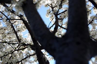 Image arbre fleur blanc à télécharger gratuitement