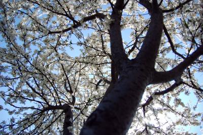 Image arbre fleur blanc à télécharger gratuitement
