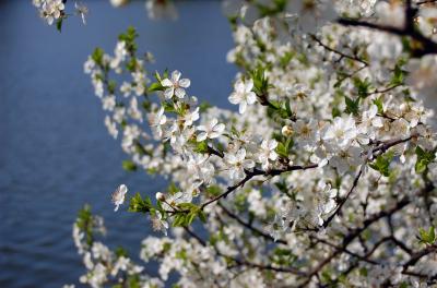 Image arbre fleur eau blanc à télécharger gratuitement
