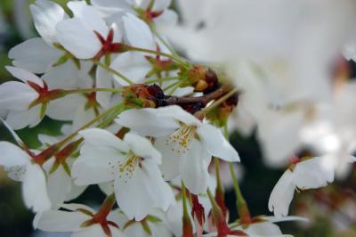 Image fleur blanc à télécharger gratuitement