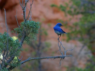 Image arbre bleu oiseau à télécharger gratuitement