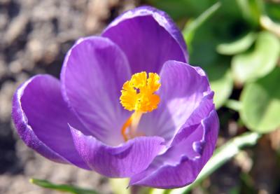 Image fleur violet pétale à télécharger gratuitement