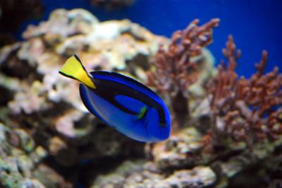 Image animal poisson bleu à télécharger gratuitement