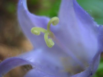 Image fleur bleu à télécharger gratuitement