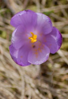 Image fleur violet à télécharger gratuitement