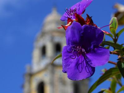 Image fleur violet bâtiment à télécharger gratuitement