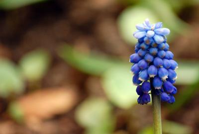 Image bleu plante à télécharger gratuitement