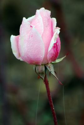 Image fleur rose à télécharger gratuitement