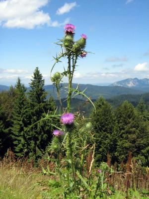 Image forêt fleur paysage à télécharger gratuitement