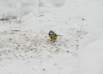 Image animal neige oiseau à télécharger gratuitement