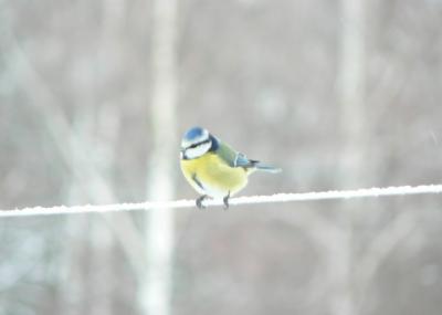 Image animal neige oiseau à télécharger gratuitement