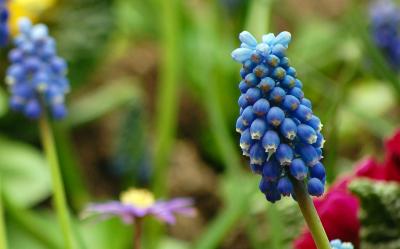Image fleur bleu plante à télécharger gratuitement