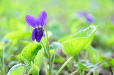 Image feuille fleur violet pétale à télécharger gratuitement