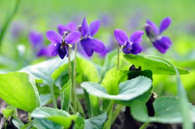 Image feuille fleur violet pétale à télécharger gratuitement