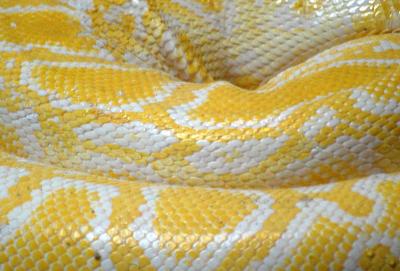 Image serpent peau à télécharger gratuitement