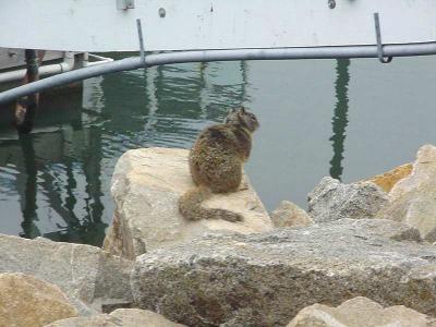 Image port rocher écureuil à télécharger gratuitement
