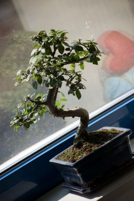 Image arbre plante fenêtre à télécharger gratuitement