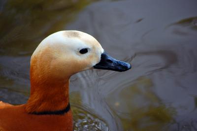 Image animal canard à télécharger gratuitement