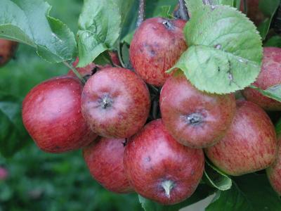 Image rouge fruit nourriture pomme à télécharger gratuitement