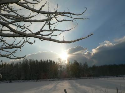 Image forêt arbre ciel neige à télécharger gratuitement