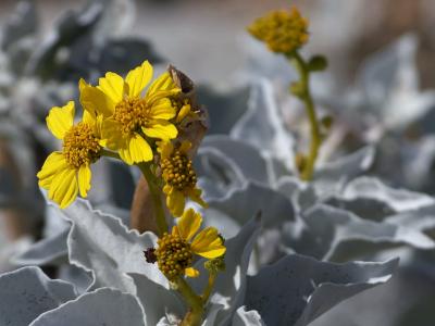 Image fleur jaune à télécharger gratuitement