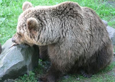 Image animal ours à télécharger gratuitement